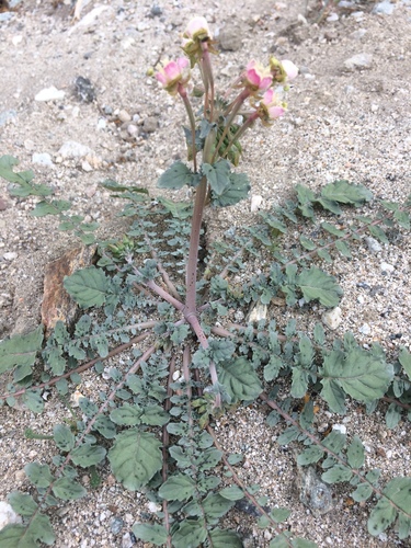 iNaturalist observation photo of Booth's Evening Primrose
