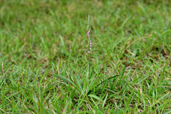 Spiranthes sinensis