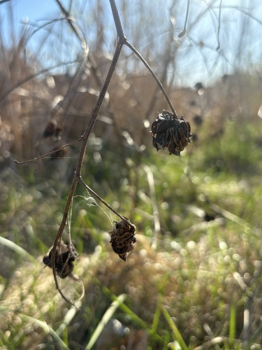 Illinois bundleflower (Desmanthus illinoensis)