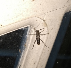 Xylotrechus subscutellatus