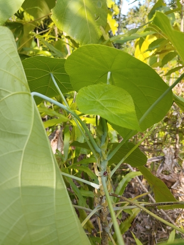 Elephant's Ear