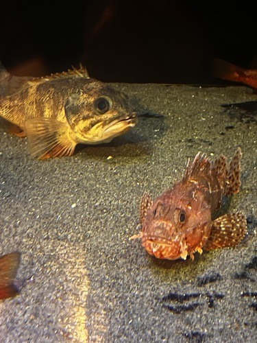 Izu scorpionfish (Scorpaena izensis) — Scorpaenidae — 5