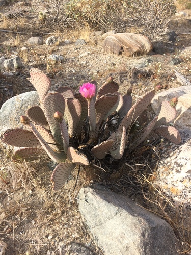 iNaturalist observation photo of Beavertail Pricklypear