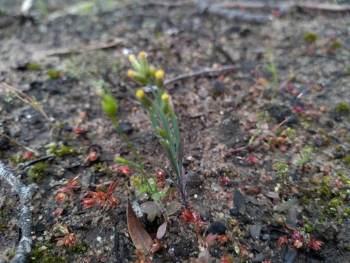 smooth sunray (Rhodanthe laevis)