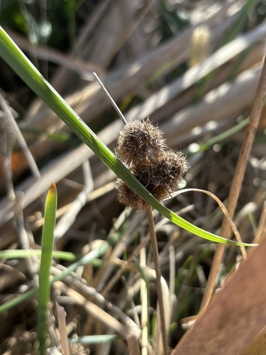Torrey's rush (Juncus torreyi)