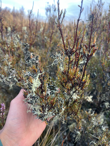 Dracophyllum subulatum observed 2026-03-27