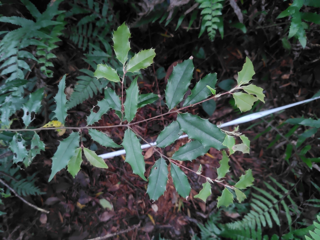 Prunus spinulosa; photograph (c) chiuluan, some rights reserved (CC BY)