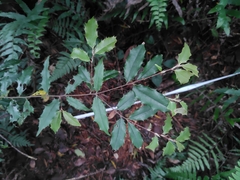 Prunus spinulosa