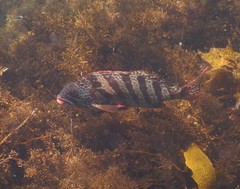 Goniistius rubrolabiatus