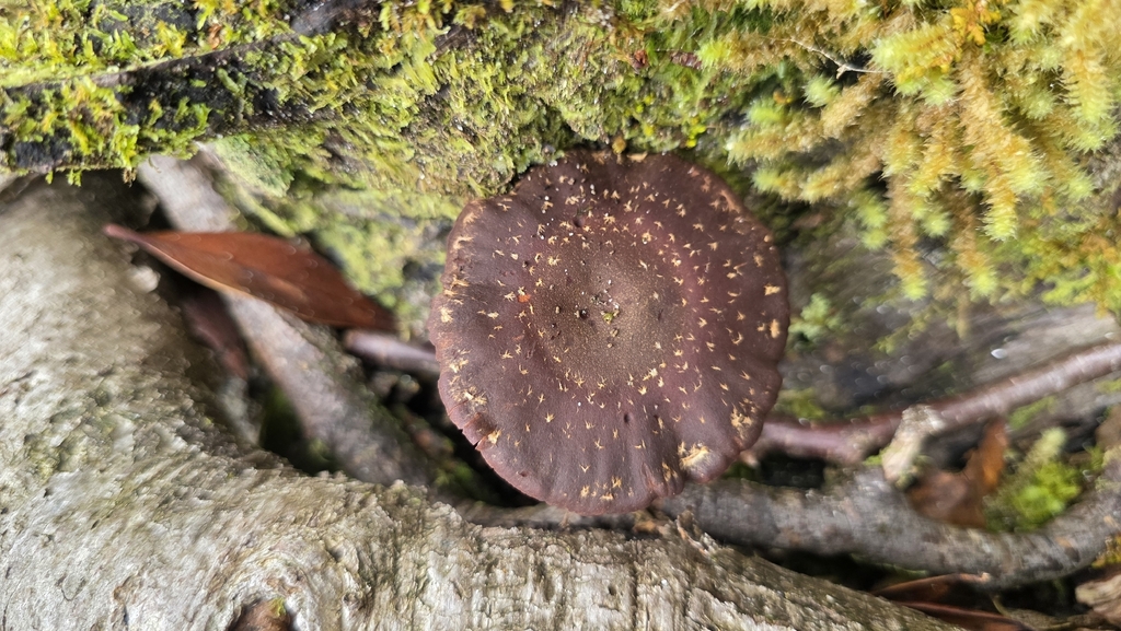 Hypholoma brunneum · March 2026 · photo: © genevieveearly (iNaturalist, cc-by)