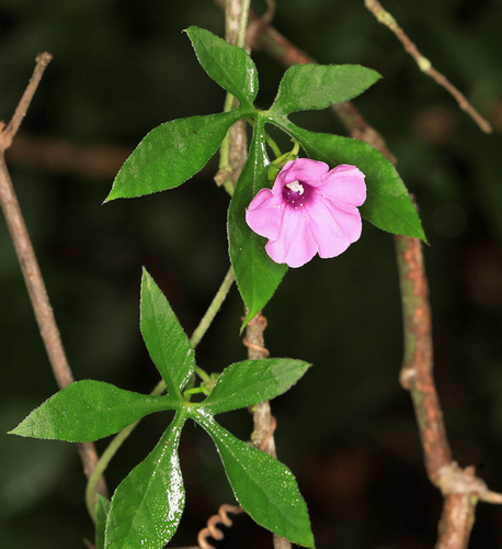 Smallpink Morning Glory (Ipomoea magnusiana)