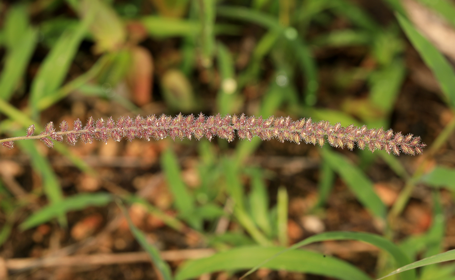 African Bur-Grass (Tragus berteronianus)