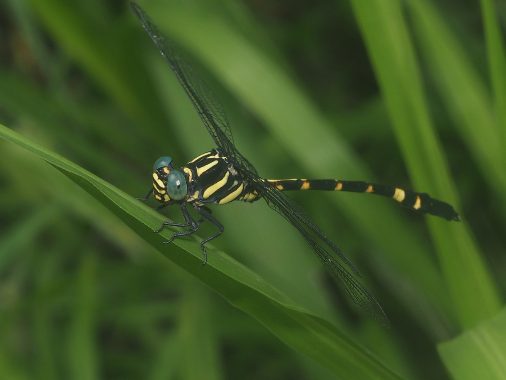 Sticktail