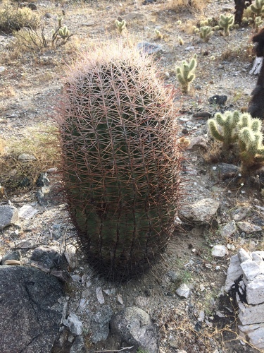 iNaturalist observation photo of California Barrel Cactus