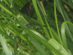 Macrogomphus parallelogramma