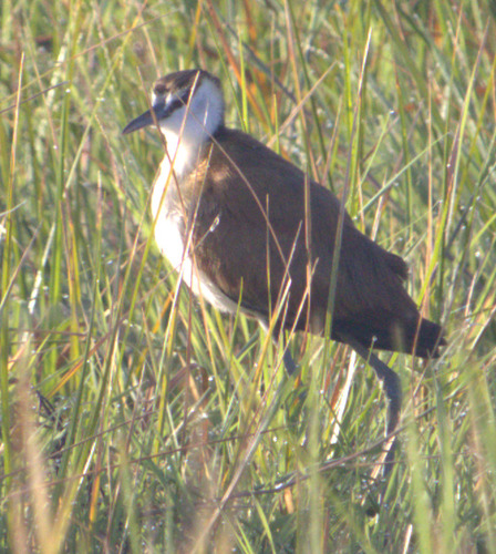 iNaturalist: (c) Sam Ver Eecke, some rights reserved (CC BY-NC), uploaded by Sam Ver Eecke iNaturalist image