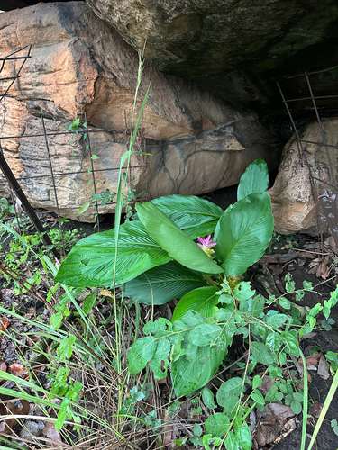 cape york lily