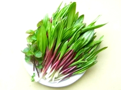 Allium ochotense
