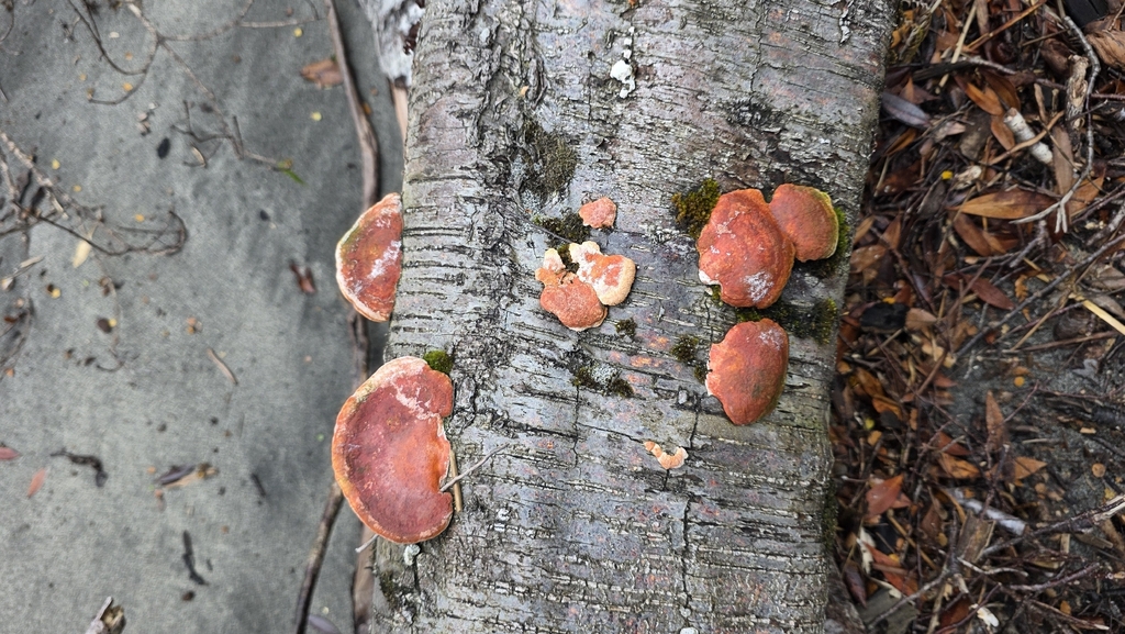 Trametes coccinea · March 2026 · photo: © genevieveearly (iNaturalist, cc-by)