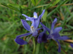Scilla forbesii