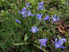 Scilla forbesii