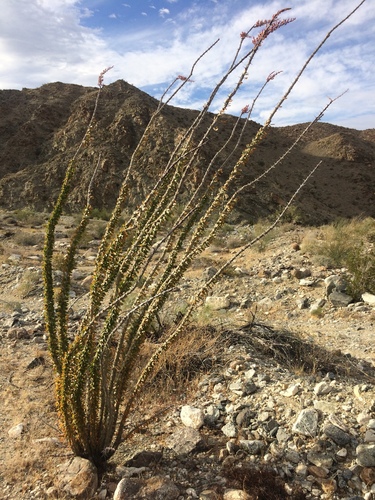 iNaturalist observation photo of ocotillo