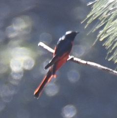 Pericrocotus ethologus