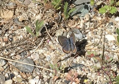 Plebejus melissa paradoxa