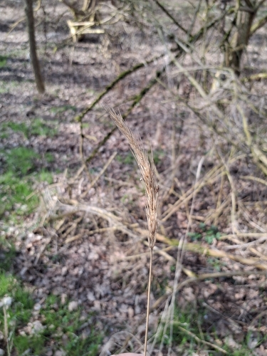 Wood Barley (Hordelymus europaeus)
