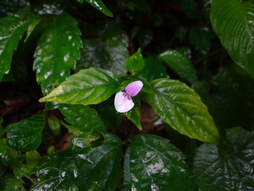 Dicliptera japonica, photograph 3
