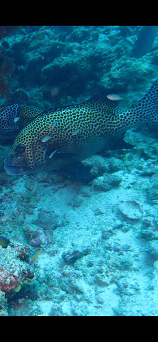 Plectorhinchus chaetodonoides