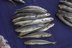 Decapterus