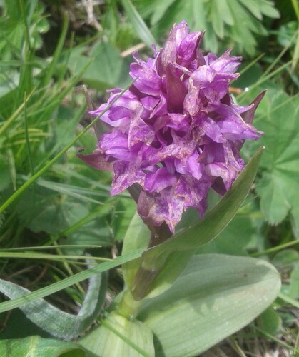 Black Sea Marsh Orchid (Dactylorhiza euxina)