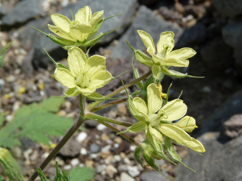 Golden Stork's-bill (Erodium hartvigianum)