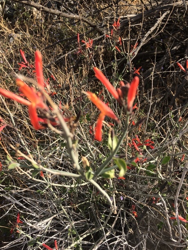iNaturalist observation photo of chuparosa