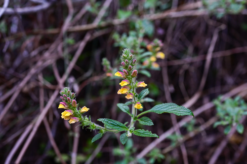 Lindenbergia philippensis