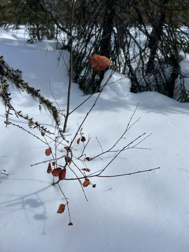 swamp birch (Betula pumila)