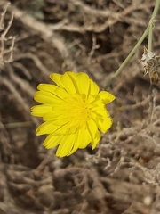 Launaea mucronata