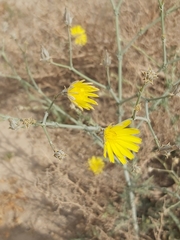 Launaea mucronata