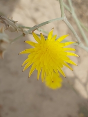 Launaea mucronata