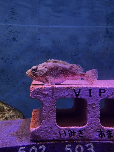 Spotted rockfish (Sebastiscus tertius) — Sebastidae — 4