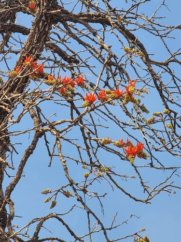 Corky Coral Tree