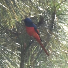 Pericrocotus ethologus