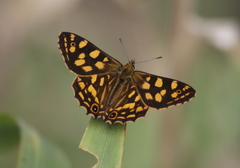 Oreixenica kershawi
