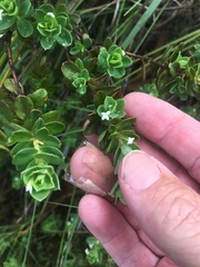 Pimelea leptospermoides