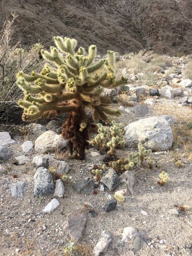 iNaturalist observation photo of Teddybear Cholla