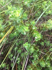 Pimelea leptospermoides