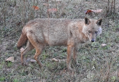 Canis aureus indicus