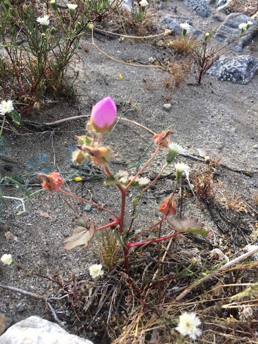 iNaturalist observation photo of desert fivespot