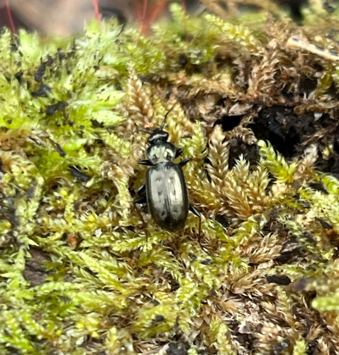 Hairy-horned Springtail-hunter